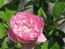Mary Rose (Rosa 'Mary') at Stonegate Gardens