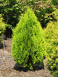 Berkman's Gold Arborvitae (Thuja orientalis 'Aurea Nana') at A Very Successful Garden Center