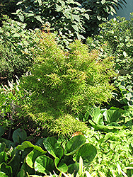 Kamagata Japanese Maple (Acer palmatum 'Kamagata') at Stonegate Gardens