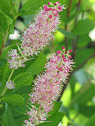Ruby Spice Summersweet (Clethra alnifolia 'Ruby Spice') at Lakeshore Garden Centres