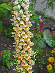 Grecian Foxglove (Digitalis lanata) at Stonegate Gardens