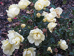 Flower Carpet Sunshine Rose (Rosa 'Flower Carpet Sunshine') at Stonegate Gardens