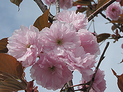 Japanese Flowering Cherry (Prunus serrulata) at Stonegate Gardens
