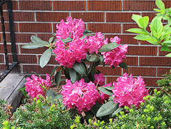 Julie Rhododendron (Rhododendron 'Julie') at Stonegate Gardens