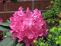 Julie Rhododendron (Rhododendron 'Julie') at A Very Successful Garden Center