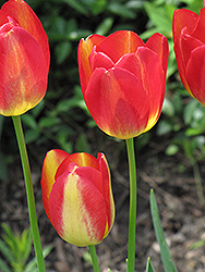 Garden Party Tulip (Tulipa 'Garden Party') at Stonegate Gardens