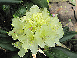 Capistrano Rhododendron (Rhododendron 'Capistrano') at Stonegate Gardens