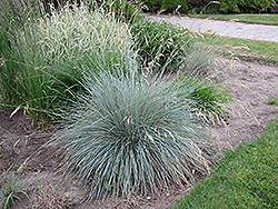 Blue Oat Grass (Helictotrichon sempervirens) at Lakeshore Garden Centres