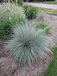 Blue Oat Grass (Helictotrichon sempervirens) at Stonegate Gardens