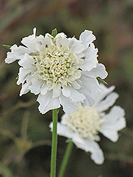 White Perfection Pincushion Flower (Scabiosa caucasica 'White Perfection') at Stonegate Gardens