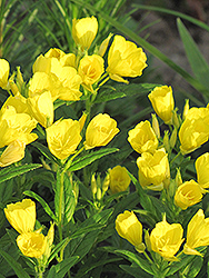 Sundrops (Oenothera fruticosa) at Lakeshore Garden Centres