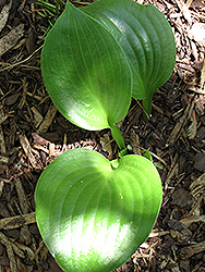 Lakeside Iron Man Hosta (Hosta 'Lakeside Iron Man') at Stonegate Gardens