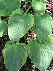 Wooly Bully Hosta (Hosta 'Wooly Bully') at Stonegate Gardens