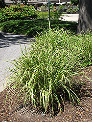 Little Nicky Maiden Grass (Miscanthus sinensis 'Little Nicky') at Stonegate Gardens