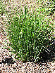 Moorhexe Purple Moor Grass (Molinia caerulea 'Moorhexe') at Stonegate Gardens
