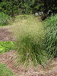 Bronzeschlier Tufted Hair Grass (Deschampsia cespitosa 'Bronzeschlier') at Stonegate Gardens