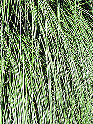 Yaku Jima Dwarf Maiden Grass (Miscanthus sinensis 'Yaku Jima') at Stonegate Gardens