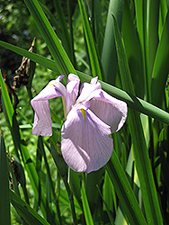 Darling Japanese Flag Iris (Iris ensata 'Darling') at Stonegate Gardens