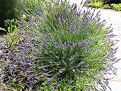 Grosso Lavender (Lavandula x intermedia 'Grosso') at Stonegate Gardens
