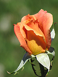 Sutter's Gold Rose (Rosa 'Sutter's Gold') at Lakeshore Garden Centres