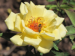 Eclipse Rose (Rosa 'Eclipse') at Stonegate Gardens