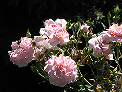 Bonica Rose (Rosa 'Meidomonac') at Lakeshore Garden Centres