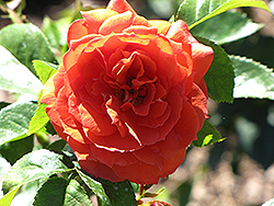 Light My Fire Rose (Rosa 'Light My Fire') at Stonegate Gardens