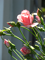 Lawinia Rose (Rosa 'Lawinia') at Stonegate Gardens