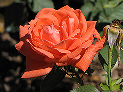 Super Star Rose (Rosa 'Super Star') at Stonegate Gardens