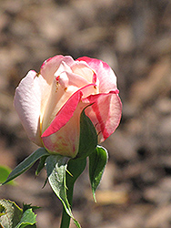 Kordes' Perfecta Rose (Rosa 'Kordes Perfecta') at Lakeshore Garden Centres