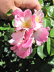 Newport Fairy Rose (Rosa 'Newport Fairy') at Stonegate Gardens