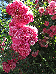 Cerise Rambler Rose (Rosa 'Cerise Rambler') at Stonegate Gardens