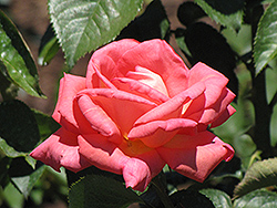 Die Welt Rose (Rosa 'Die Welt') at Stonegate Gardens