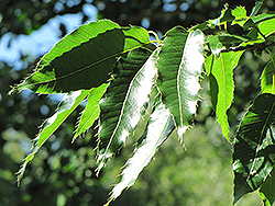 Sawtooth Oak (Quercus acutissima) at Stonegate Gardens