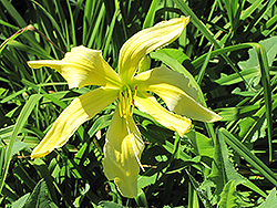 Spider Miracle Daylily (Hemerocallis 'Spider Miracle') at Stonegate Gardens