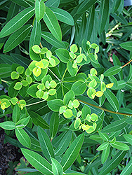Jessie Spurge (Euphorbia 'Jessie') at Stonegate Gardens