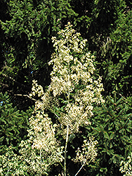 Plume Poppy (Macleaya cordata) at Stonegate Gardens