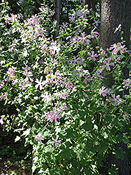 Tree Mallow (Malva sylvestris) at Lakeshore Garden Centres