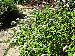Gooseneck Loosestrife (Lysimachia clethroides) at Lakeshore Garden Centres