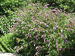 Petite Plum Butterfly Bush (Buddleia davidii 'Petite Plum') at Stonegate Gardens