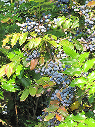 Oregon Grape (Mahonia aquifolium) at Stonegate Gardens