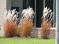 Flame Grass (Miscanthus sinensis 'Purpurascens') at Stonegate Gardens