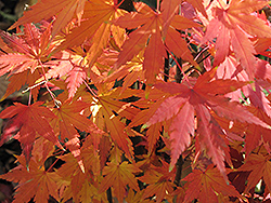 Orange Dream Japanese Maple (Acer palmatum 'Orange Dream') at A Very Successful Garden Center