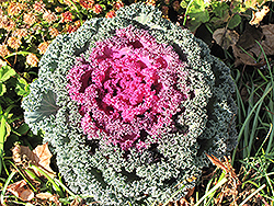 Purple Ruffles Kale (Brassica oleracea var. acephala 'Purple Ruffles') at Stonegate Gardens