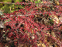Ground Cotoneaster (Cotoneaster horizontalis) at A Very Successful Garden Center