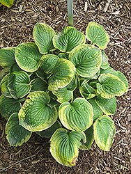 Stepping Out Hosta (Hosta 'Stepping Out') at Stonegate Gardens