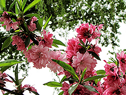 Versicolor Flowering Peach (Prunus persica 'Versicolor') at Stonegate Gardens