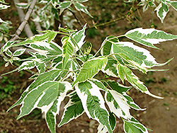 Aureomarginatum Boxelder (Acer negundo 'Aureomarginatum') at Stonegate Gardens