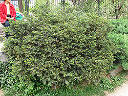 Umbrelliform Yew (Taxus cuspidata 'Umbraculifera') at Stonegate Gardens