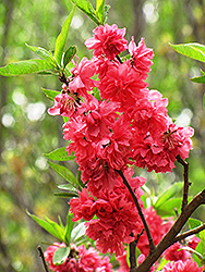 Double Red Flowering Peach (Prunus persica 'Double Red') at Stonegate Gardens